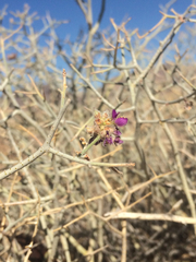 Psorothamnus polydenius