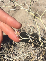 Psorothamnus polydenius