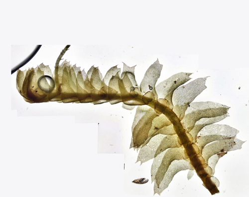 Bazzania didericiana
