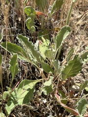 Eriogonum roseum, photograph author not stated, no rights reserved