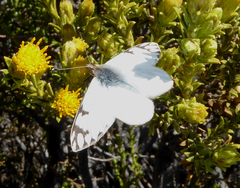 Phulia nymphula nymphula