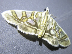 Glyphodes pryeri