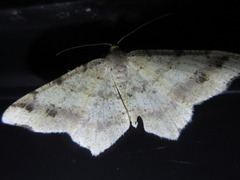 Macaria shanghaisaria