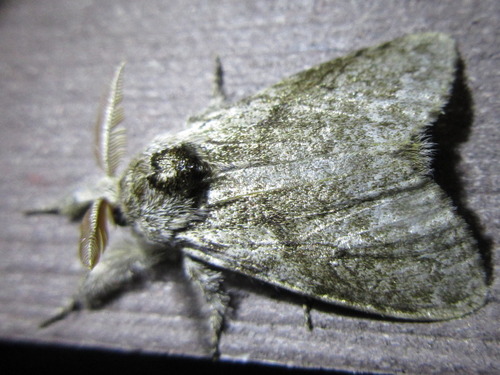 Calliteara abietis