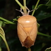 Tessaratoma papillosa - Photo (c) Liu JimFood, algunos derechos reservados (CC BY-NC), subido por Liu JimFood