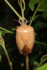 Lychee Stink Bug - Photo (c) Liu JimFood, some rights reserved (CC BY-NC), uploaded by Liu JimFood