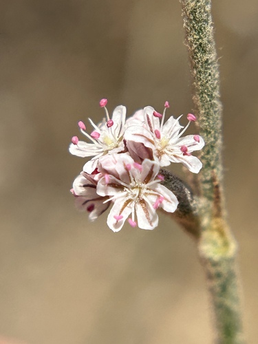Eriogonum roseum, photograph 4
