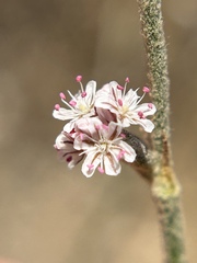 Eriogonum roseum, photograph author not stated, no rights reserved