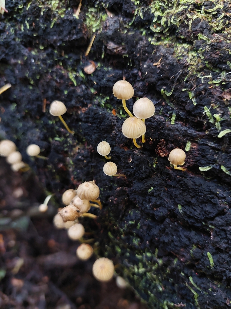 Mycena subviscosa · May 2025 · photo: © little-korora (iNaturalist, cc-by)