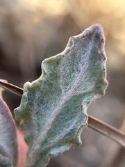 Eriogonum roseum, photograph author not stated, no rights reserved