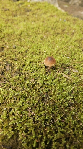 Galerina hypnorum