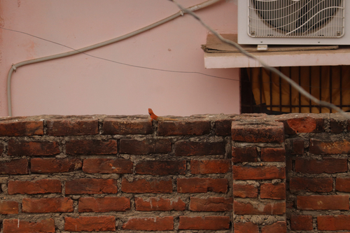 Indian Garden Lizard