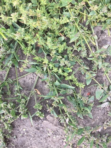 Kattegat Orache (Atriplex ×)