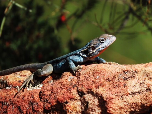 Northern Tawny Dragon, Ctenophorus modestus