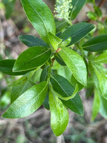 McCalla's Willow (Salix maccalliana)