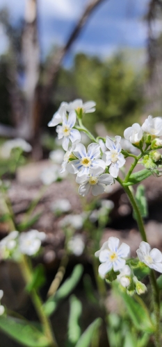 Hackelia patens var. harrisonii