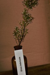 Erica imbricata