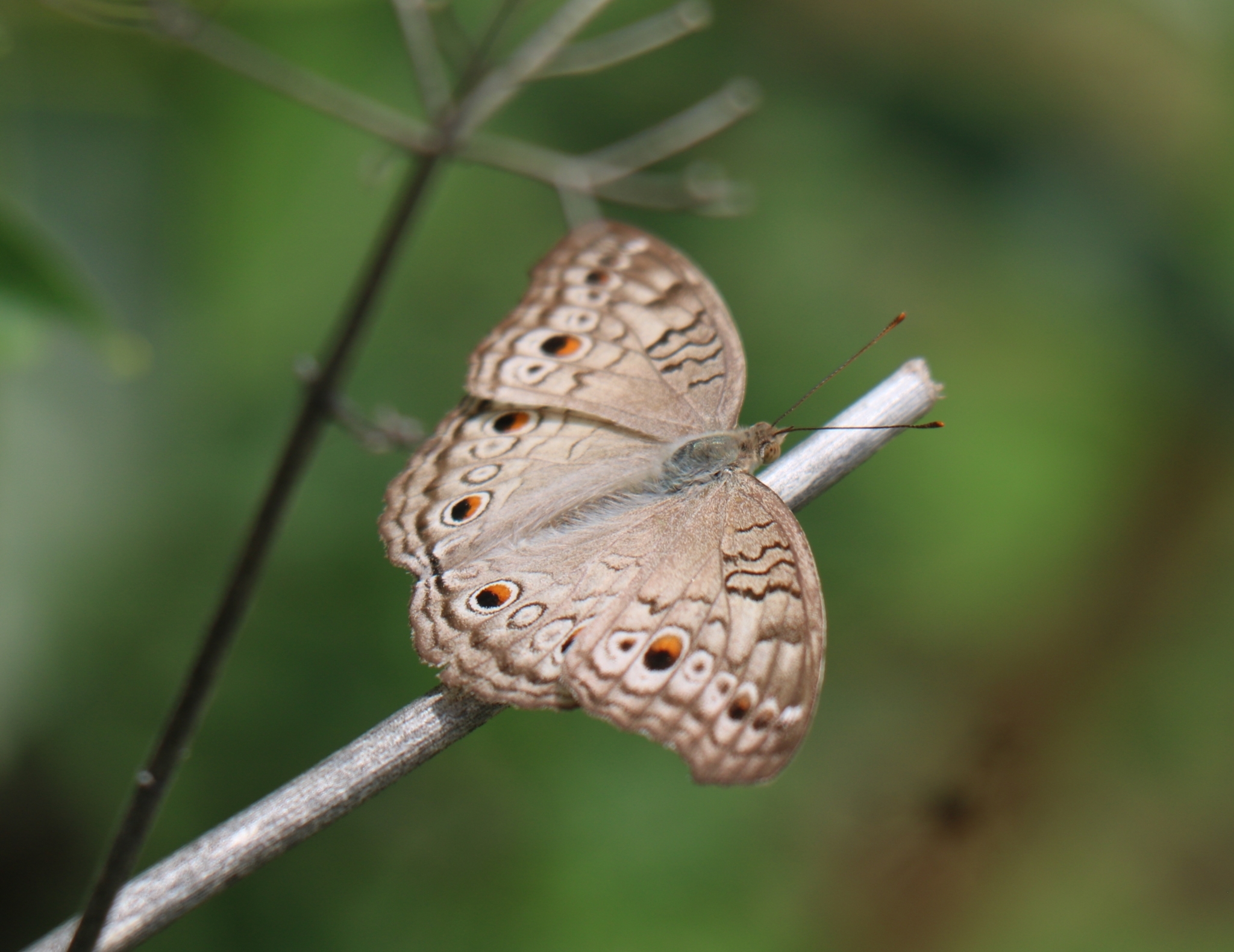 Grey Pansy
