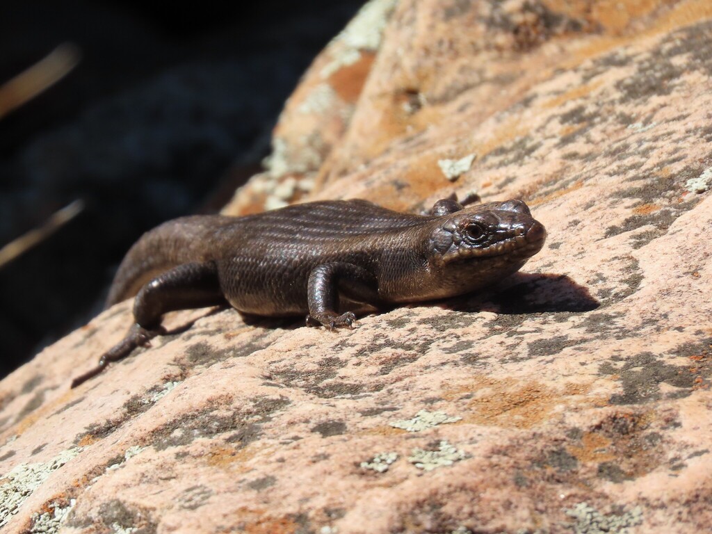 Tree-crevice Skink