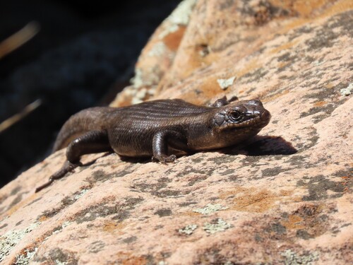 Tree Skink, Egernia striolata