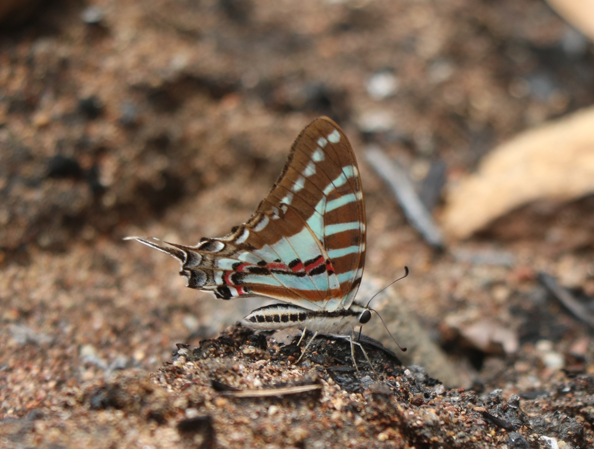 Spot Swordtail