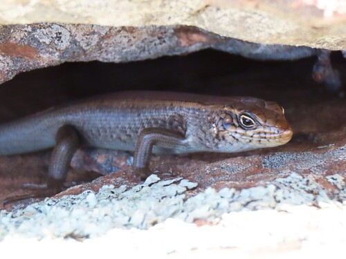 Centralian Ranges Rock-skink, Liopholis margaretae