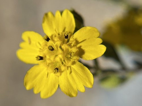 Salinas River Tarweed (Deinandra pentactis)
