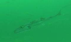 Lagocephalus sceleratus