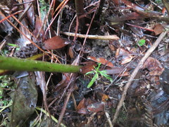 Phyllocladus trichomanoides