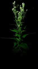Hasteola suaveolens