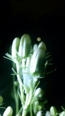 Hasteola suaveolens