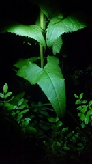 Hasteola suaveolens
