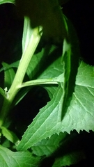 Hasteola suaveolens