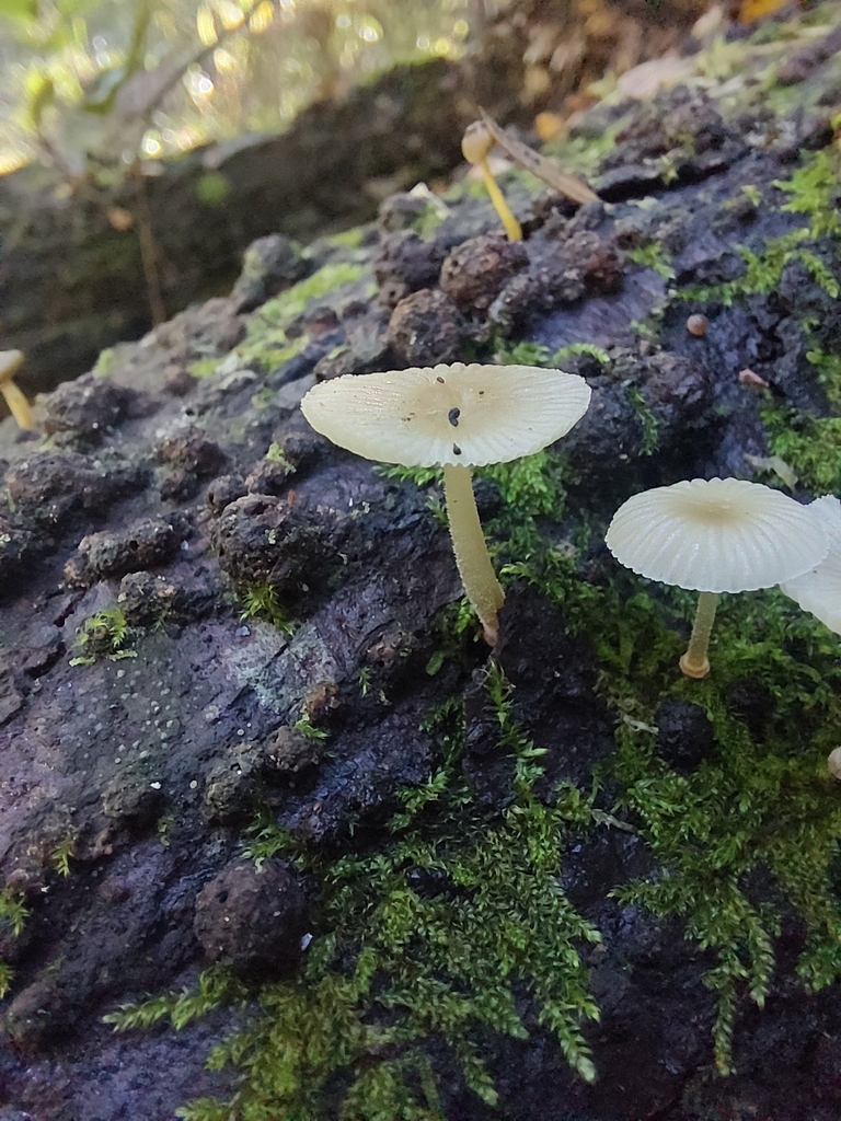 Mycena interrupta · May 2025 · photo: © little-korora (iNaturalist, cc-by)