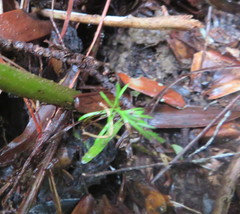 Phyllocladus trichomanoides