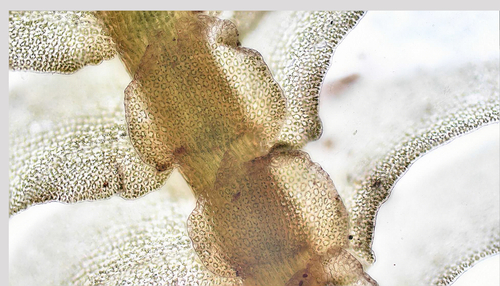 Bazzania didericiana