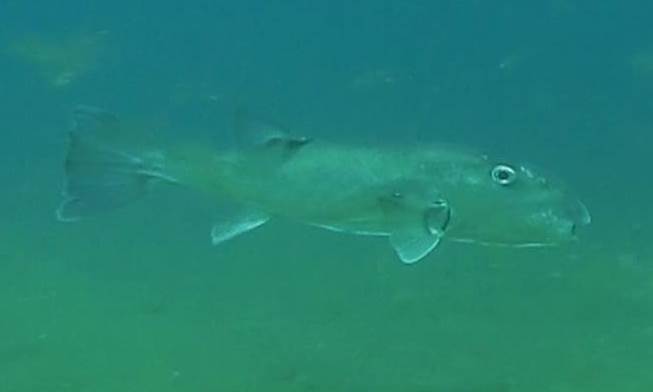 Gladde kogelvis (Lagocephalus inermis) — Tetraodontidae