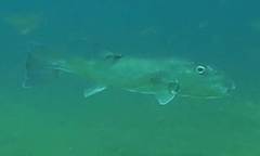 Lagocephalus inermis