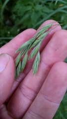 Bromus latiglumis