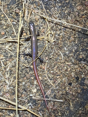 Northern Soil-crevice Skink, Proablepharus tenuis