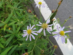 Aster microcephalus ovatus