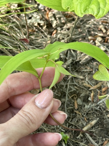 Polygonatum involucratum, photograph 6
