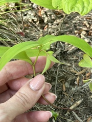 Polygonatum involucratum, photograph (c) Tatyana Petrenko, some rights reserved (CC BY)
