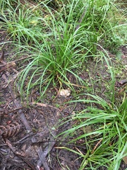 Carex lambertiana