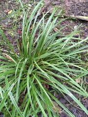 Carex lambertiana