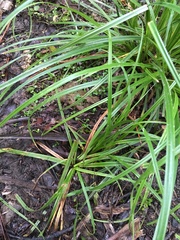 Carex lambertiana