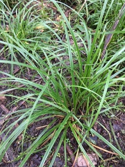 Carex lambertiana