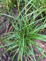 Carex lambertiana