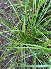 Carex lambertiana