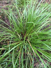 Carex lambertiana